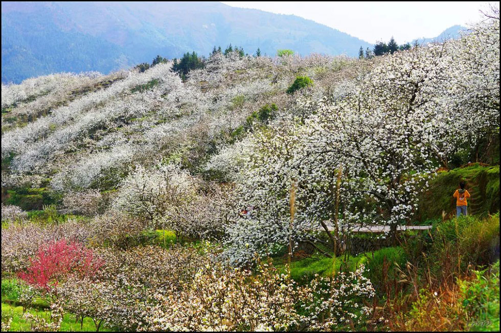 【春天,广西桂林灌阳县向您发出邀请!】我们在灌阳看梨花 - 游山玩水 - 赤峰生活社区 - 赤峰28生活网 chifeng.28life.com