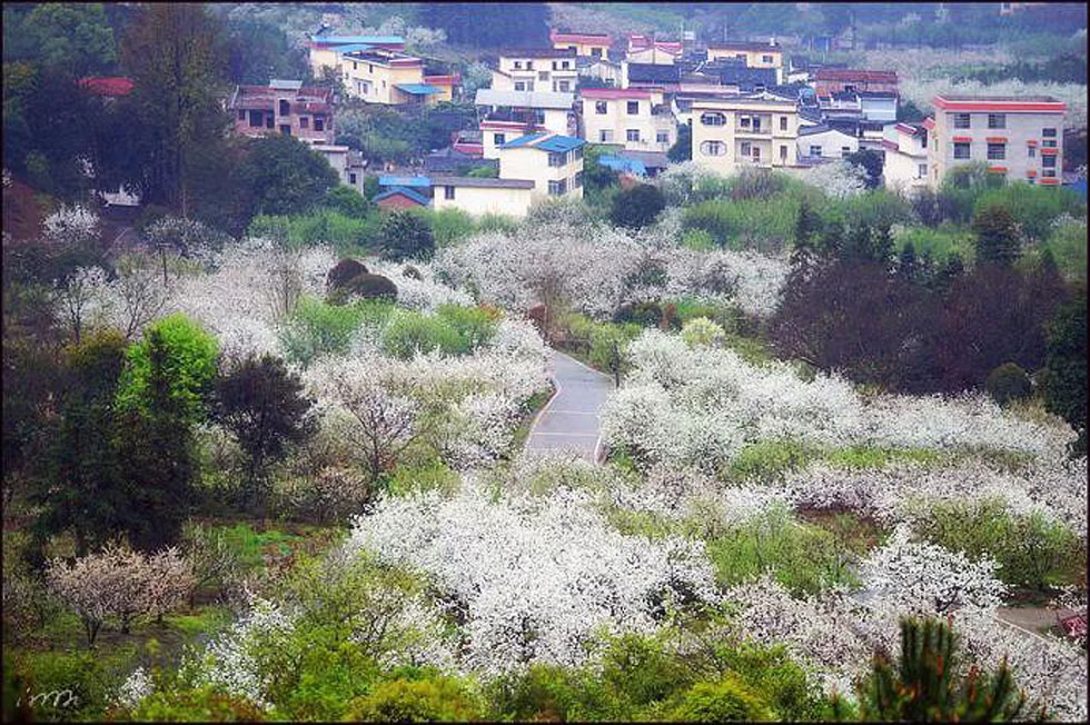 【春天，广西桂林灌阳县向您发出邀请！】我们在灌阳看梨花 - 游山玩水 - 赤峰生活社区 - 赤峰28生活网 chifeng.28life.com