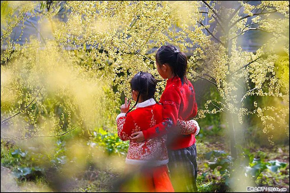 【春天,广西桂林灌阳县向您发出邀请!】米珠山前有片山苍子花在飘香 - 游山玩水 - 赤峰生活社区 - 赤峰28生活网 chifeng.28life.com