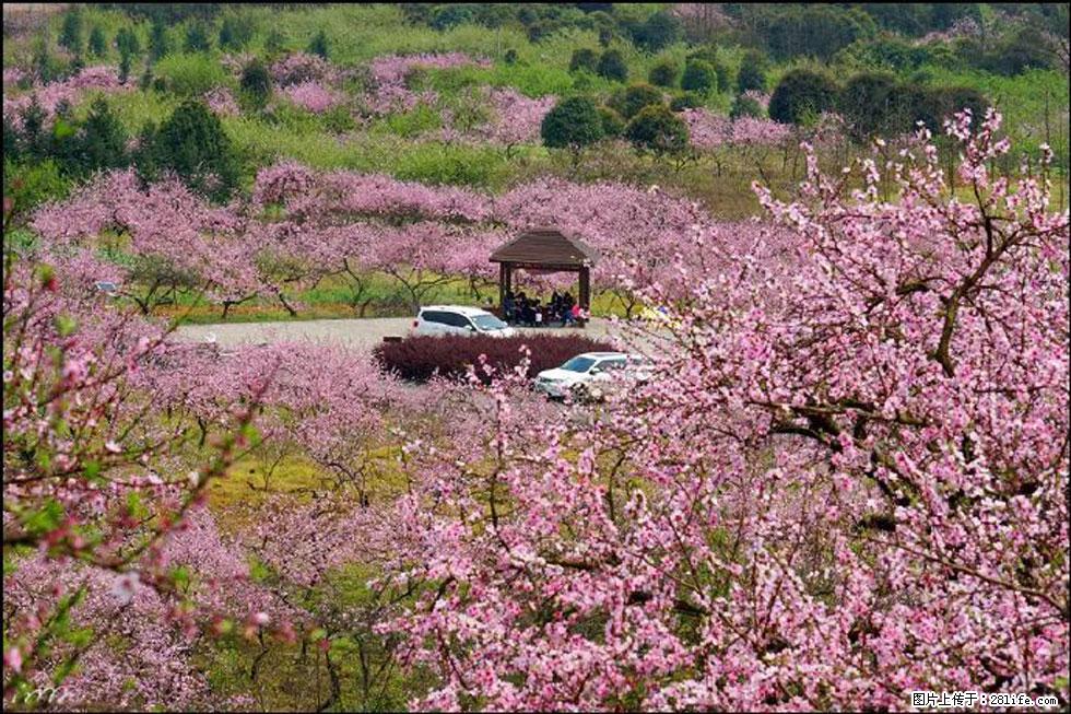 【春天，广西桂林灌阳县向您发出邀请！】官庄村有个醉美的桃花园 - 游山玩水 - 赤峰生活社区 - 赤峰28生活网 chifeng.28life.com