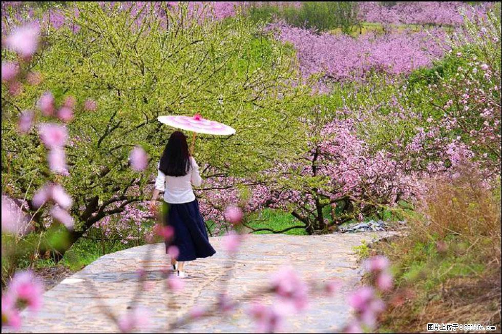 【春天，广西桂林灌阳县向您发出邀请！】官庄村有个醉美的桃花园 - 游山玩水 - 赤峰生活社区 - 赤峰28生活网 chifeng.28life.com