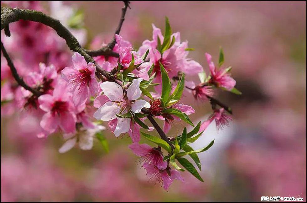 【春天，广西桂林灌阳县向您发出邀请！】官庄村有个醉美的桃花园 - 游山玩水 - 赤峰生活社区 - 赤峰28生活网 chifeng.28life.com