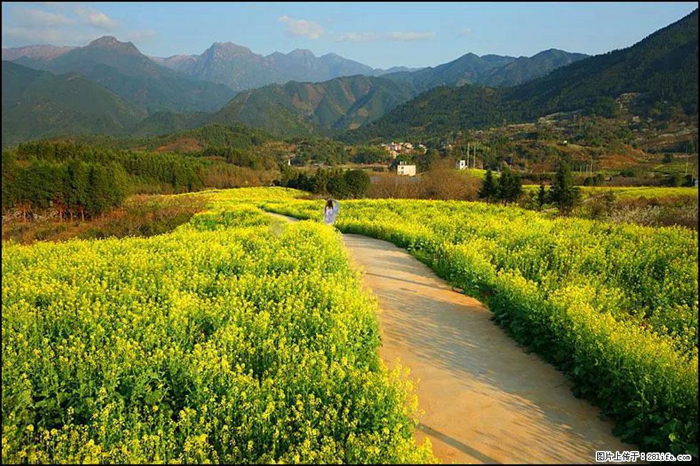 【春天,广西桂林灌阳县向您发出邀请!】长坪村油菜盛情花开 - 游山玩水 - 赤峰生活社区 - 赤峰28生活网 chifeng.28life.com
