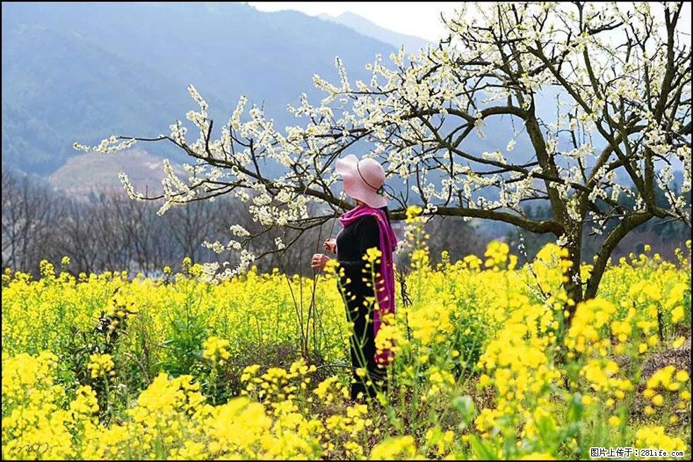 【春天,广西桂林灌阳县向您发出邀请!】长坪村油菜盛情花开 - 游山玩水 - 赤峰生活社区 - 赤峰28生活网 chifeng.28life.com
