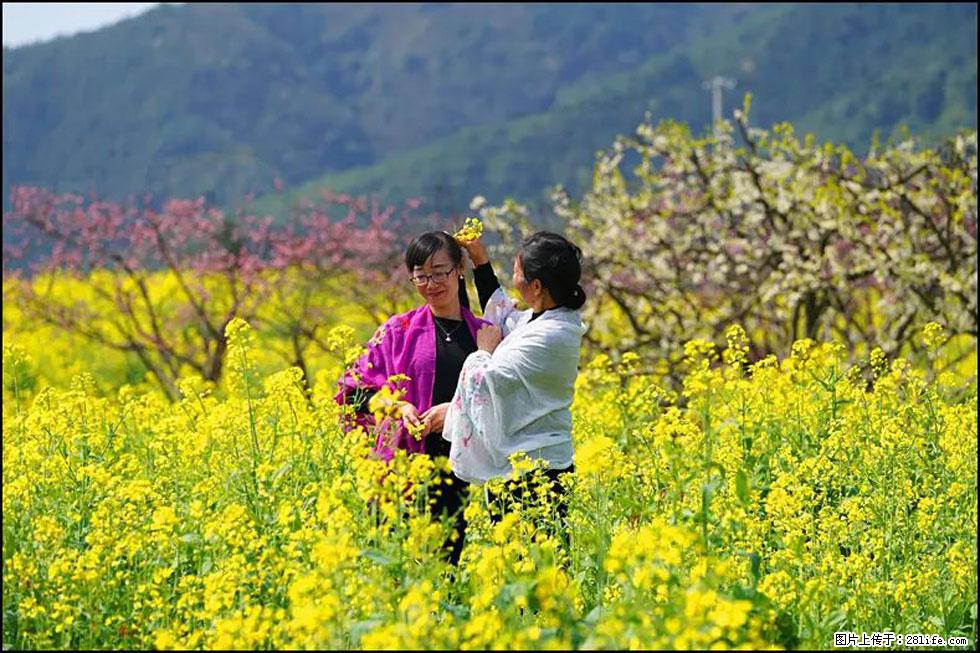 【春天,广西桂林灌阳县向您发出邀请!】长坪村油菜盛情花开 - 游山玩水 - 赤峰生活社区 - 赤峰28生活网 chifeng.28life.com