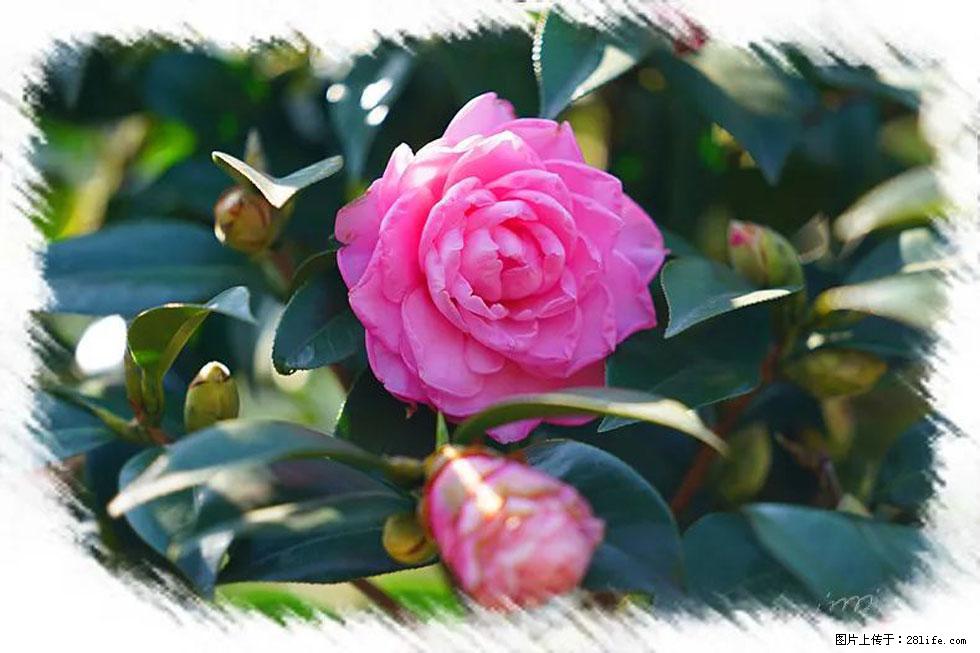 【春天,广西桂林灌阳县向您发出邀请!】杨柳井茶花惹人爱 - 游山玩水 - 赤峰生活社区 - 赤峰28生活网 chifeng.28life.com