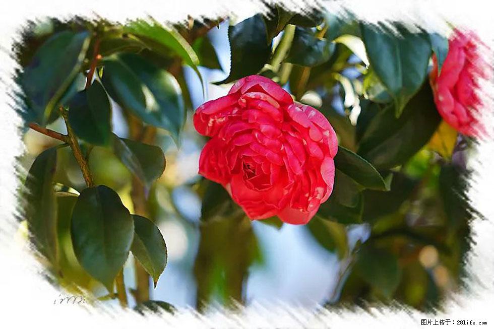 【春天,广西桂林灌阳县向您发出邀请!】杨柳井茶花惹人爱 - 游山玩水 - 赤峰生活社区 - 赤峰28生活网 chifeng.28life.com