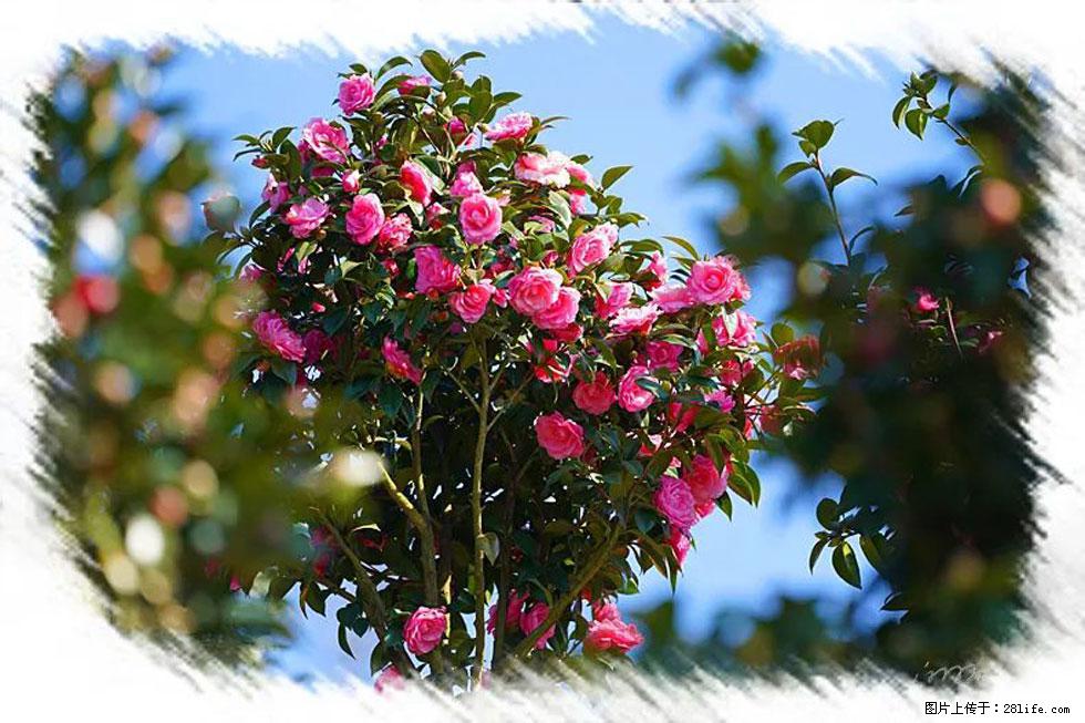 【春天,广西桂林灌阳县向您发出邀请!】杨柳井茶花惹人爱 - 游山玩水 - 赤峰生活社区 - 赤峰28生活网 chifeng.28life.com
