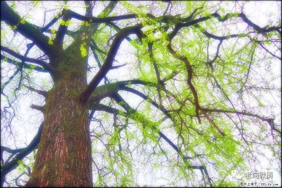 【春天,广西桂林灌阳县向您发出邀请!】在小龙村与春天约会 - 游山玩水 - 赤峰生活社区 - 赤峰28生活网 chifeng.28life.com