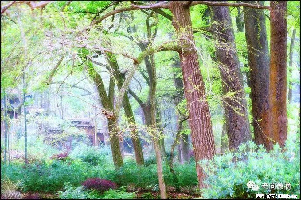 【春天,广西桂林灌阳县向您发出邀请!】在小龙村与春天约会 - 游山玩水 - 赤峰生活社区 - 赤峰28生活网 chifeng.28life.com