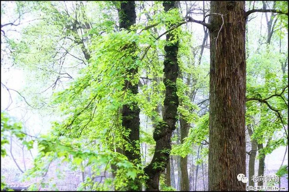 【春天,广西桂林灌阳县向您发出邀请!】在小龙村与春天约会 - 游山玩水 - 赤峰生活社区 - 赤峰28生活网 chifeng.28life.com