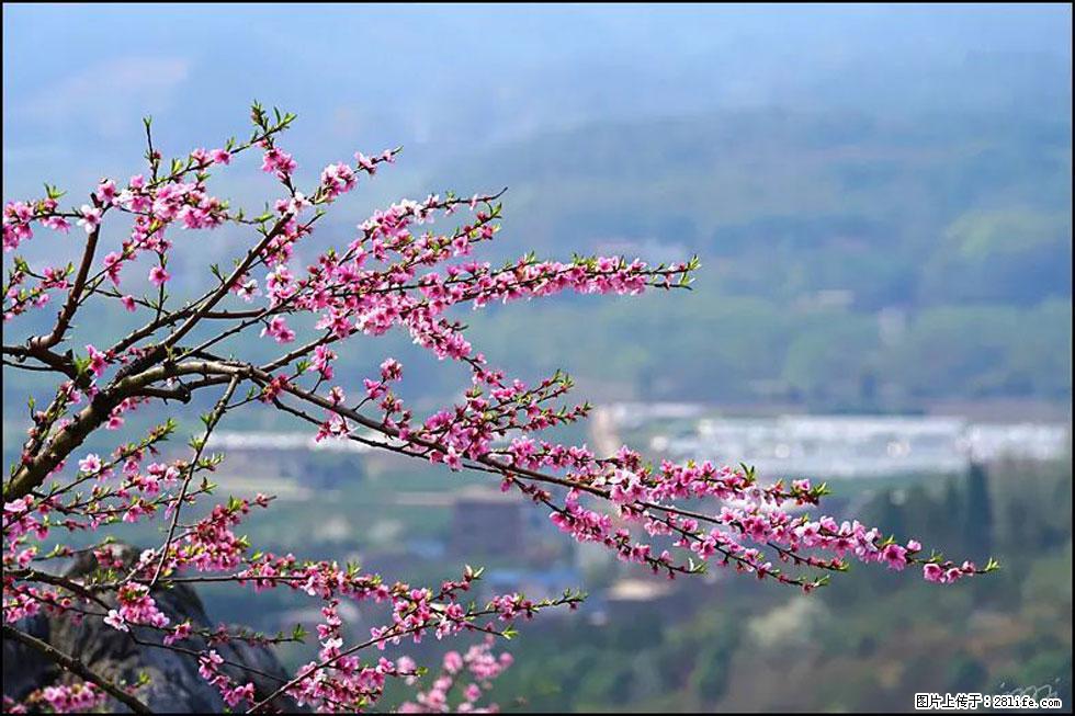 【春天，广西桂林灌阳县向您发出邀请！】望月岭上桃花开 - 游山玩水 - 赤峰生活社区 - 赤峰28生活网 chifeng.28life.com