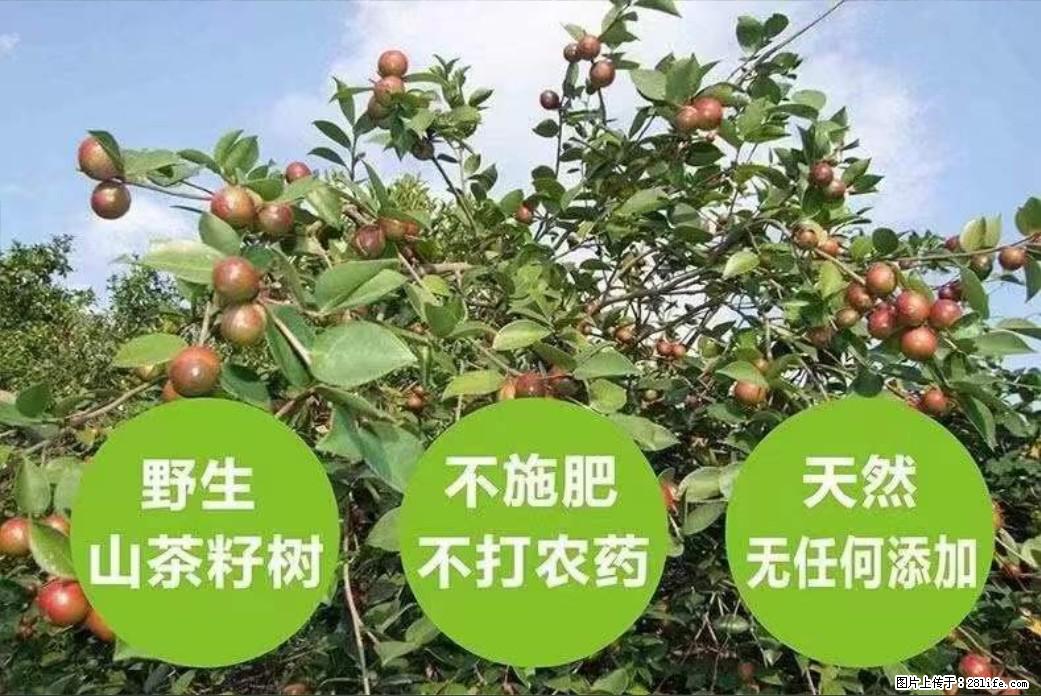 【灌阳县油茶产业示范区】一个有着充实的精神生活的人,对待身外之物自会有一种淡泊的态度 - 土特产 - 饮食特产 - 赤峰分类信息 - 赤峰28生活网 chifeng.28life.com