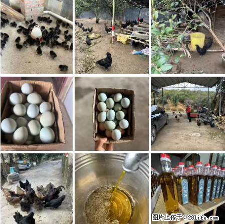 油茶园从小鸡仔开始养起的纯土鸡、土鸡蛋可以预定啦!还有前几天刚榨的纯山茶油哦 - 美食天地 - 赤峰生活社区 - 赤峰28生活网 chifeng.28life.com