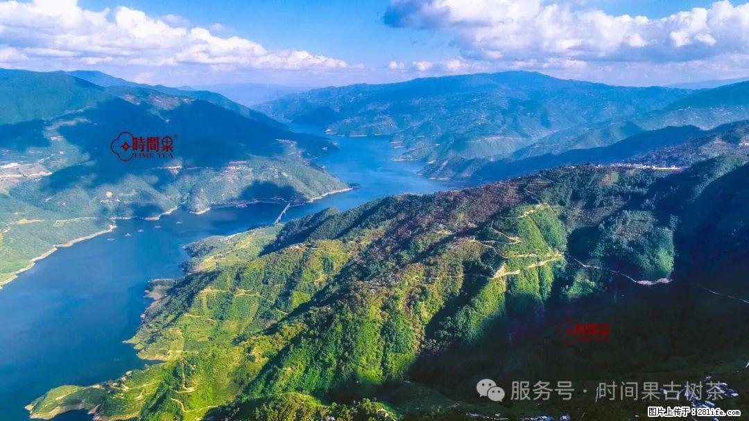 时间果百年古树龙珠普洱生茶 - 购物交流 - 赤峰生活社区 - 赤峰28生活网 chifeng.28life.com