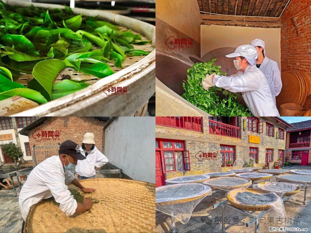 时间果百年古树龙珠普洱生茶 - 购物交流 - 赤峰生活社区 - 赤峰28生活网 chifeng.28life.com