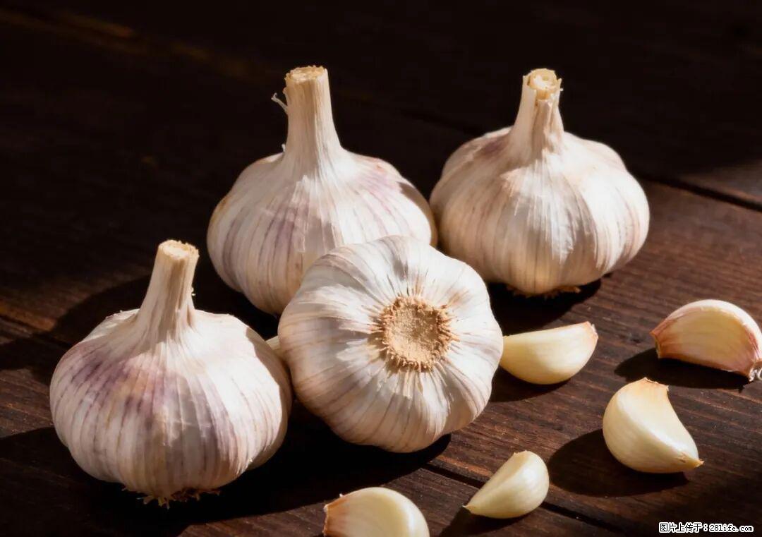 关于大蒜，除了“天然抗生素”，这4个谣言更该警惕! - 赤峰生活资讯 - 赤峰28生活网 chifeng.28life.com