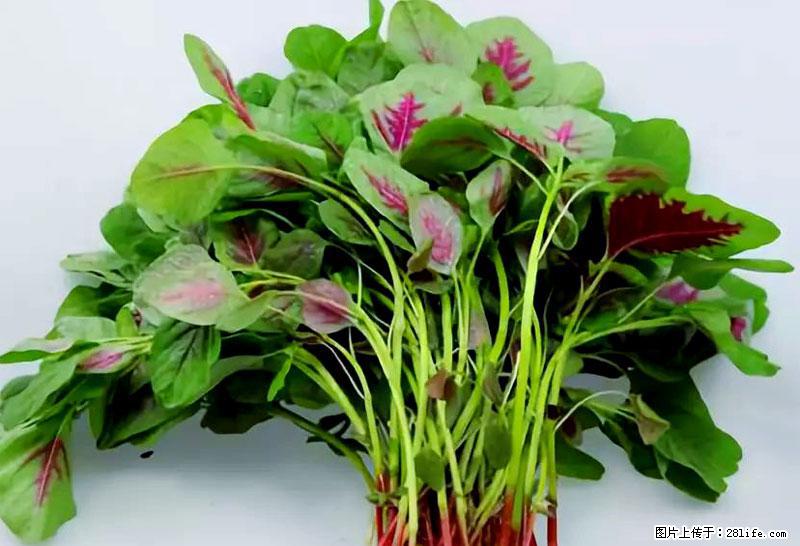 这些蔬菜是“天然钙片”，这6种被医生重点推荐 - 赤峰生活资讯 - 赤峰28生活网 chifeng.28life.com