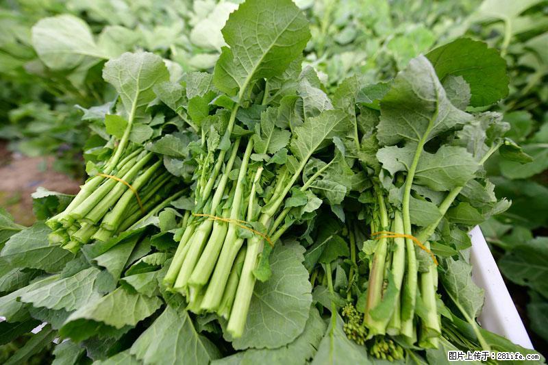 这些蔬菜是“天然钙片”，这6种被医生重点推荐 - 赤峰生活资讯 - 赤峰28生活网 chifeng.28life.com